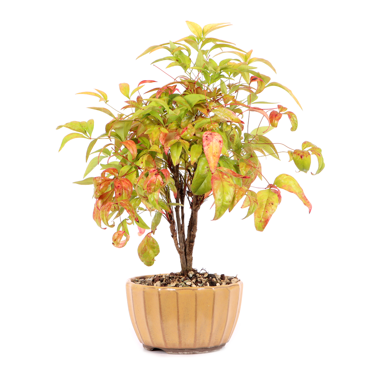 Nandina domestica 'Fire Power'