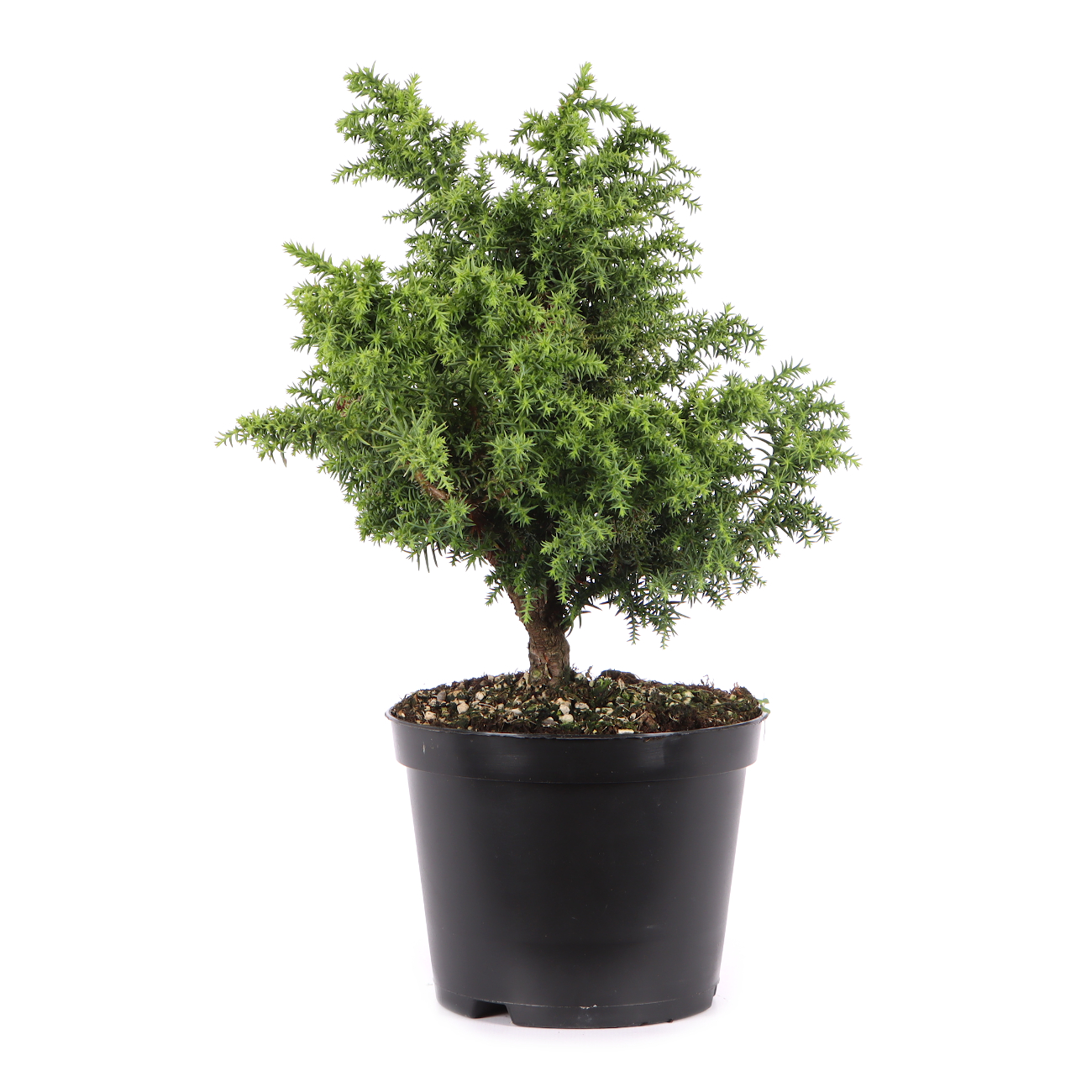 Cryptomeria japonica 'Yokohama'