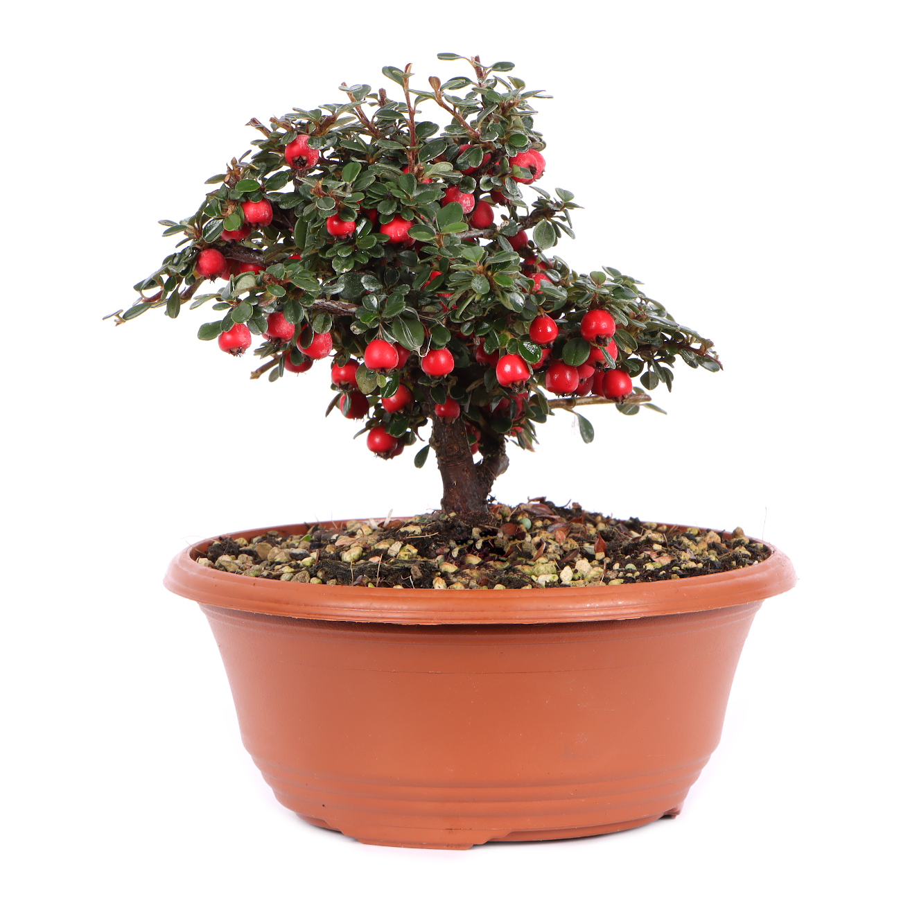 Seitenansicht rechts