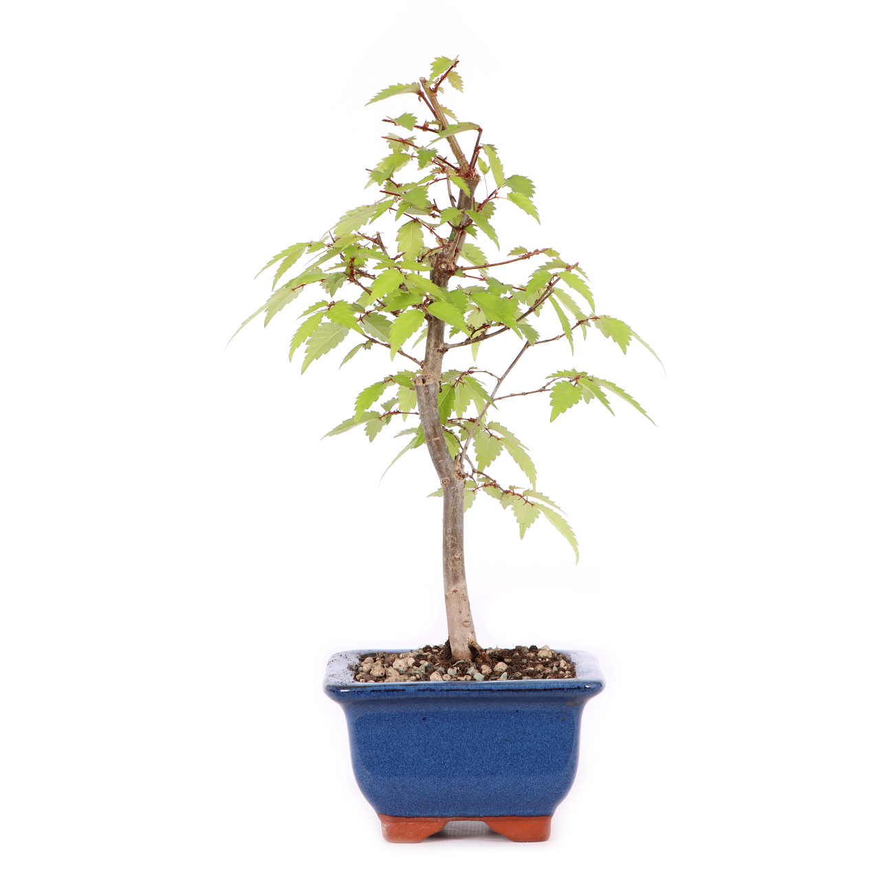 Zelkova serrata
