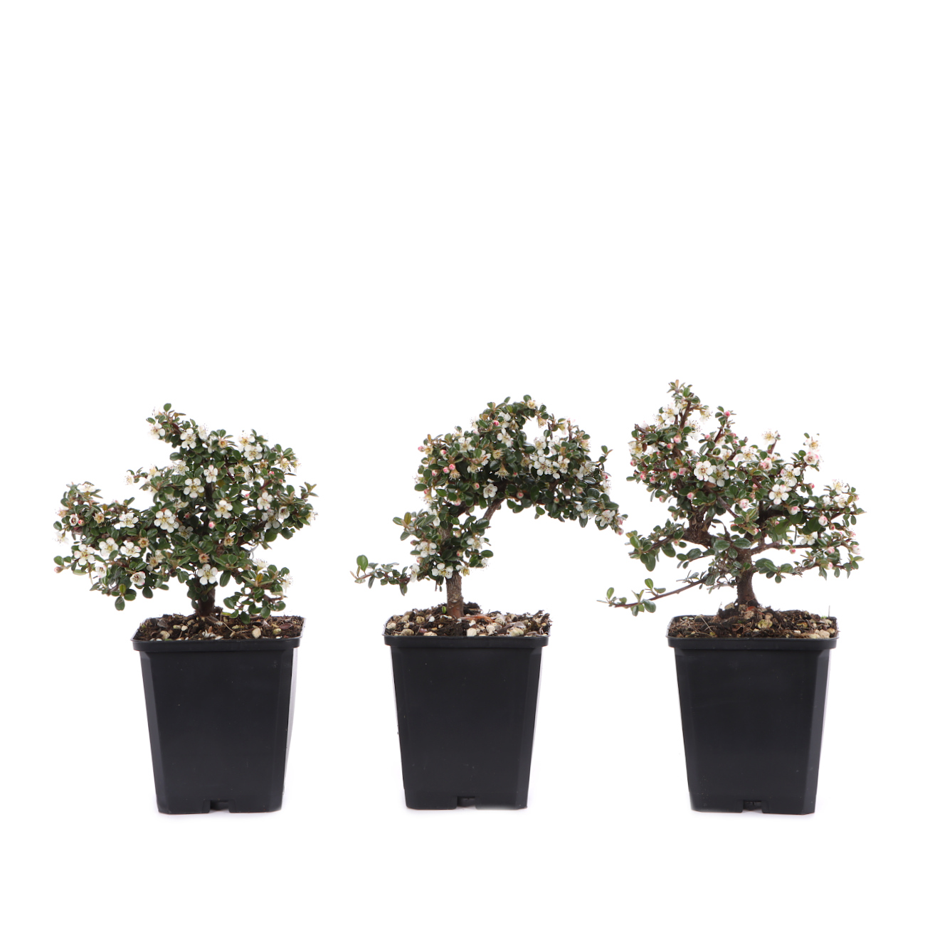 Cotoneaster microphyllus 'Cochleatus'