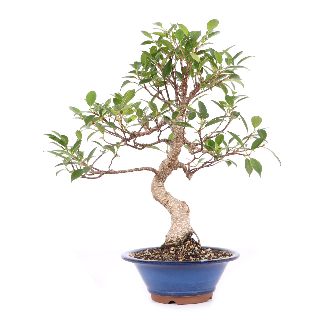 Ficus microcarpa 'Tiger Bark'