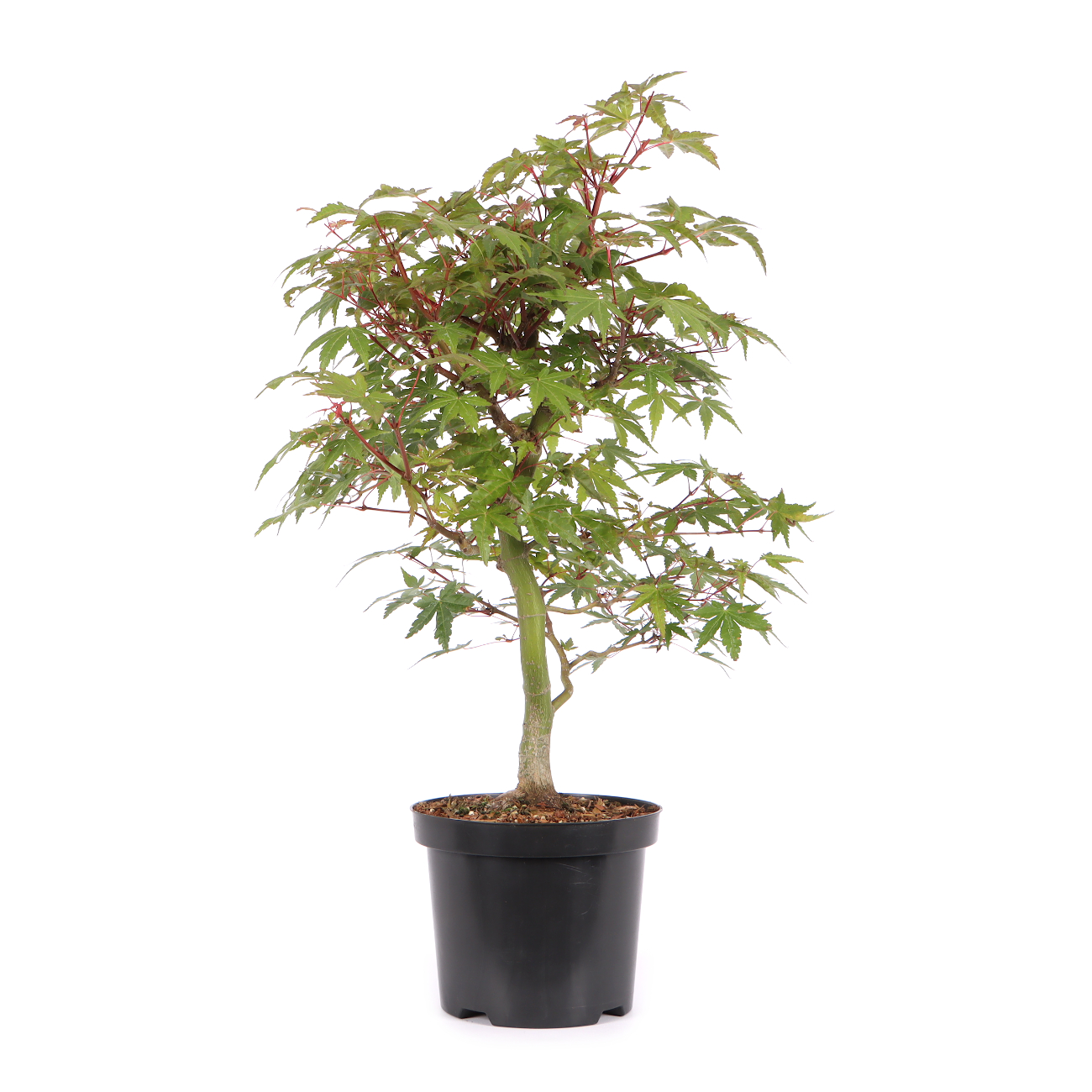 Acer palmatum