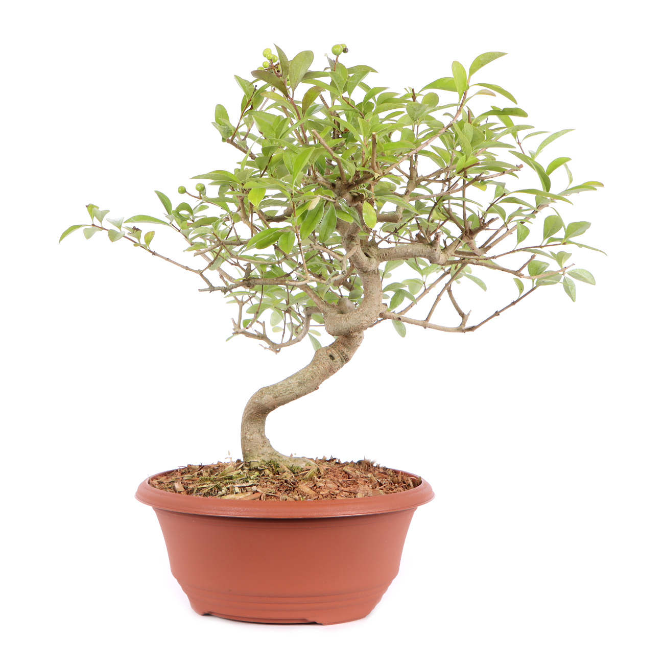 Seitenansicht rechts