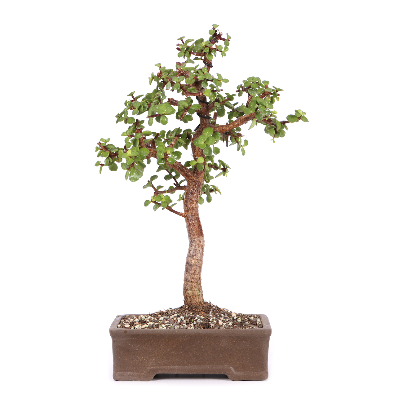 Portulacaria afra