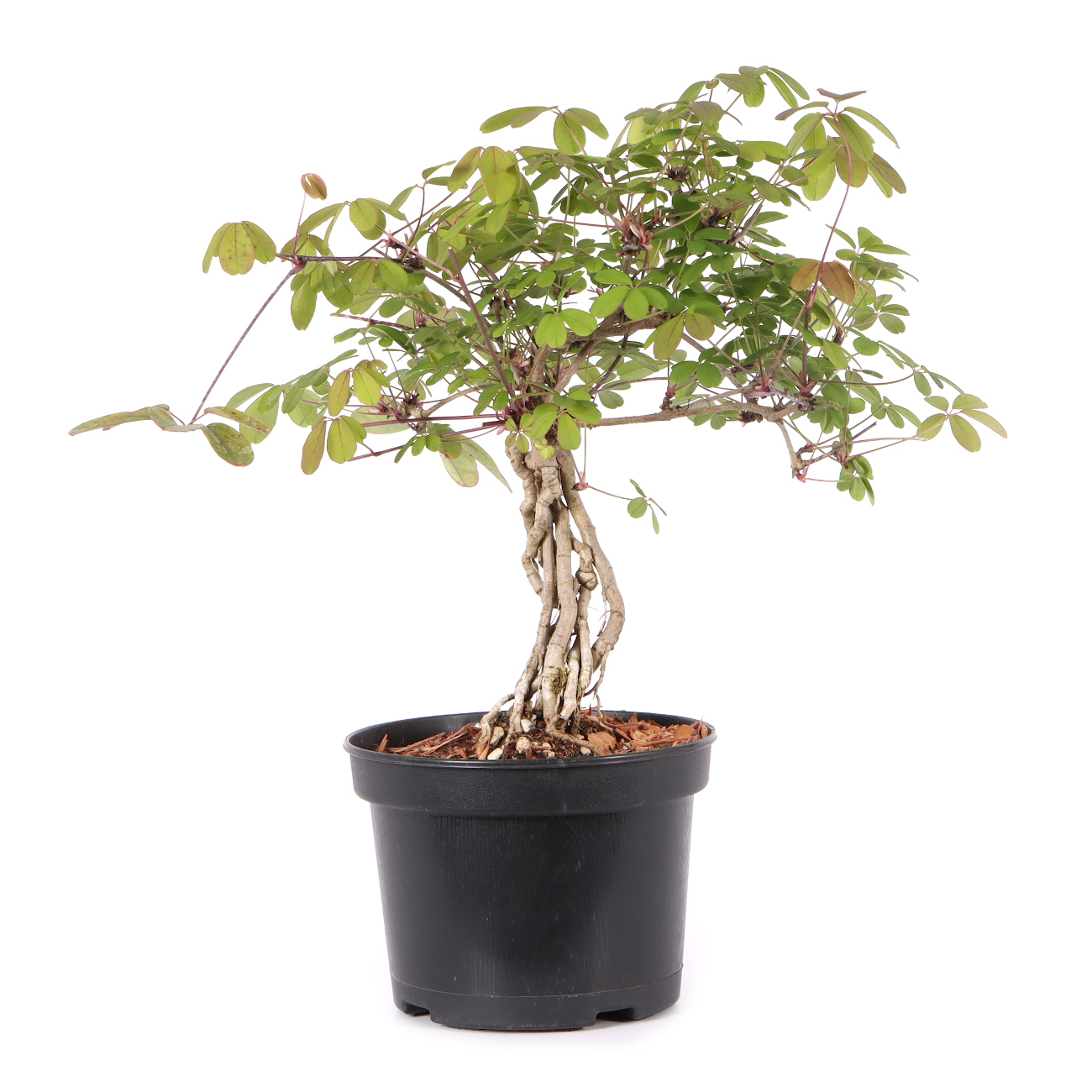 Akebia quinata