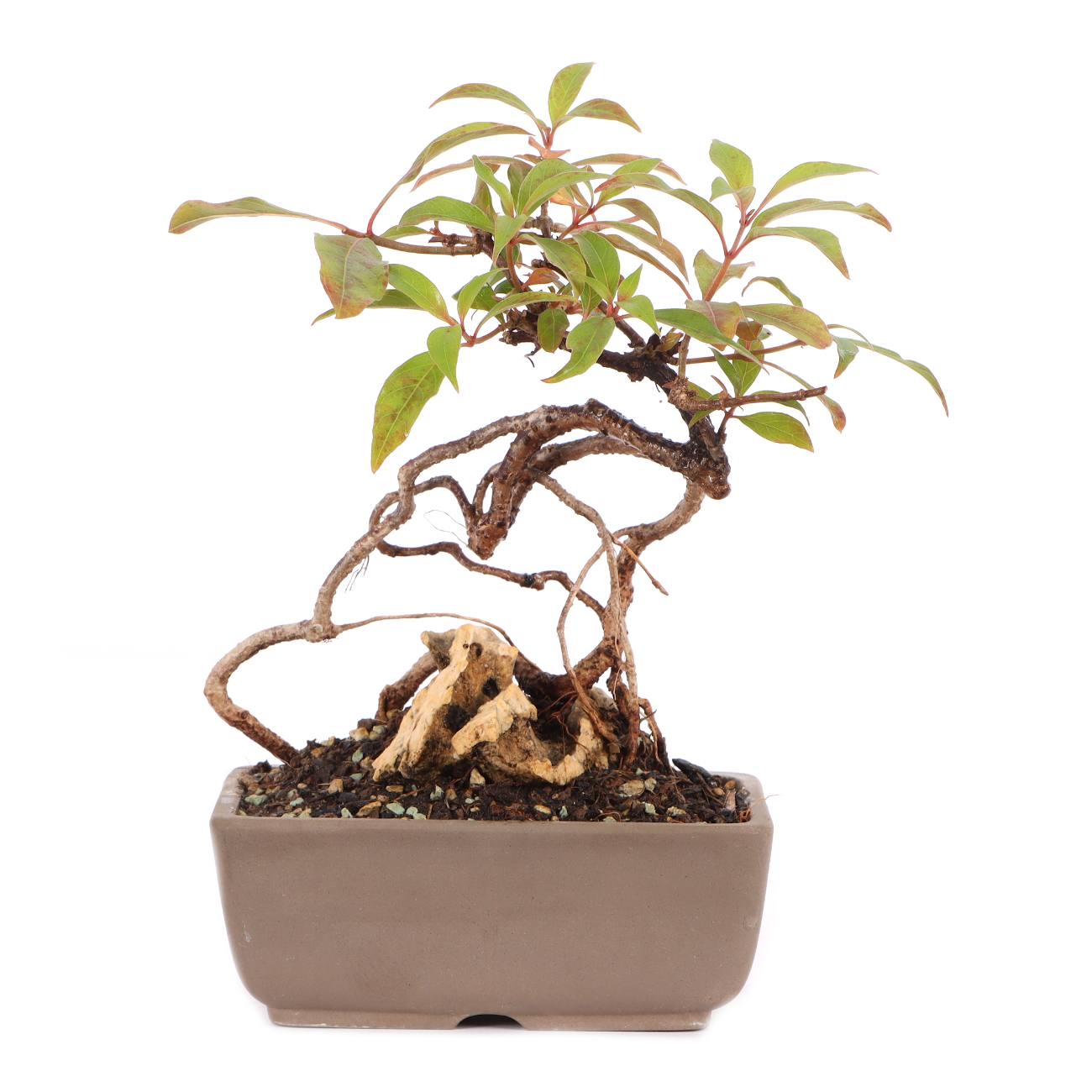 Hamelia patens