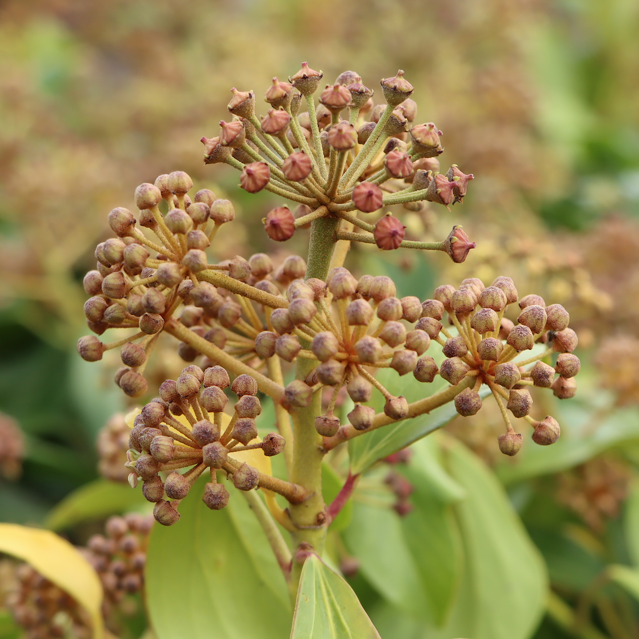 Hedera colchica 'Fall Favourite'