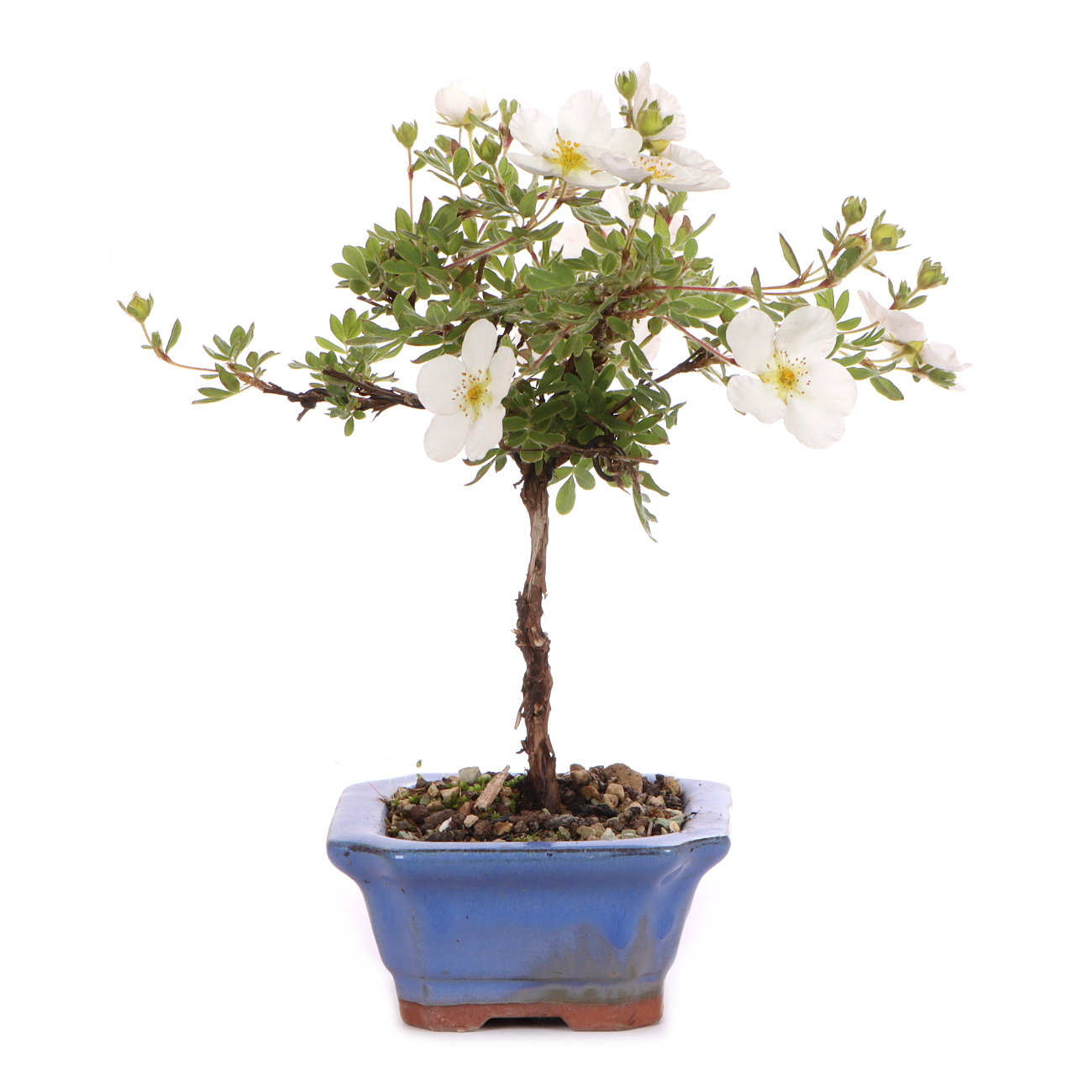 Seitenansicht rechts