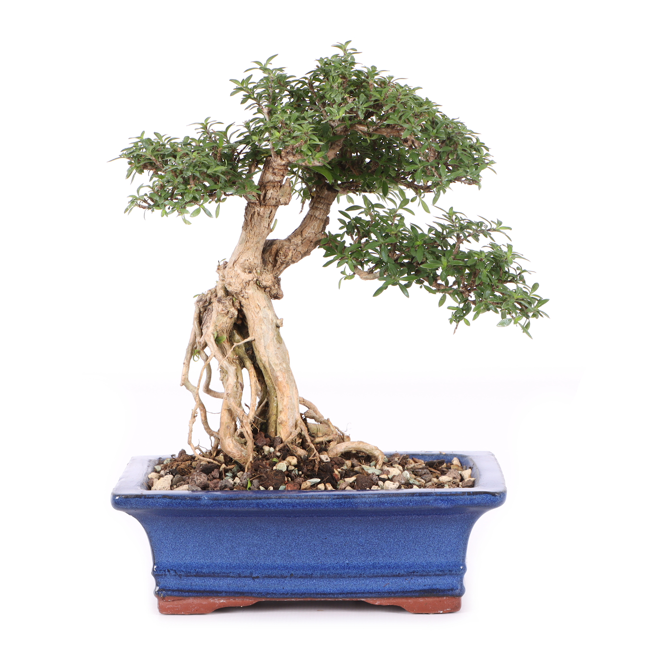 Serissa foetida 'Micro'