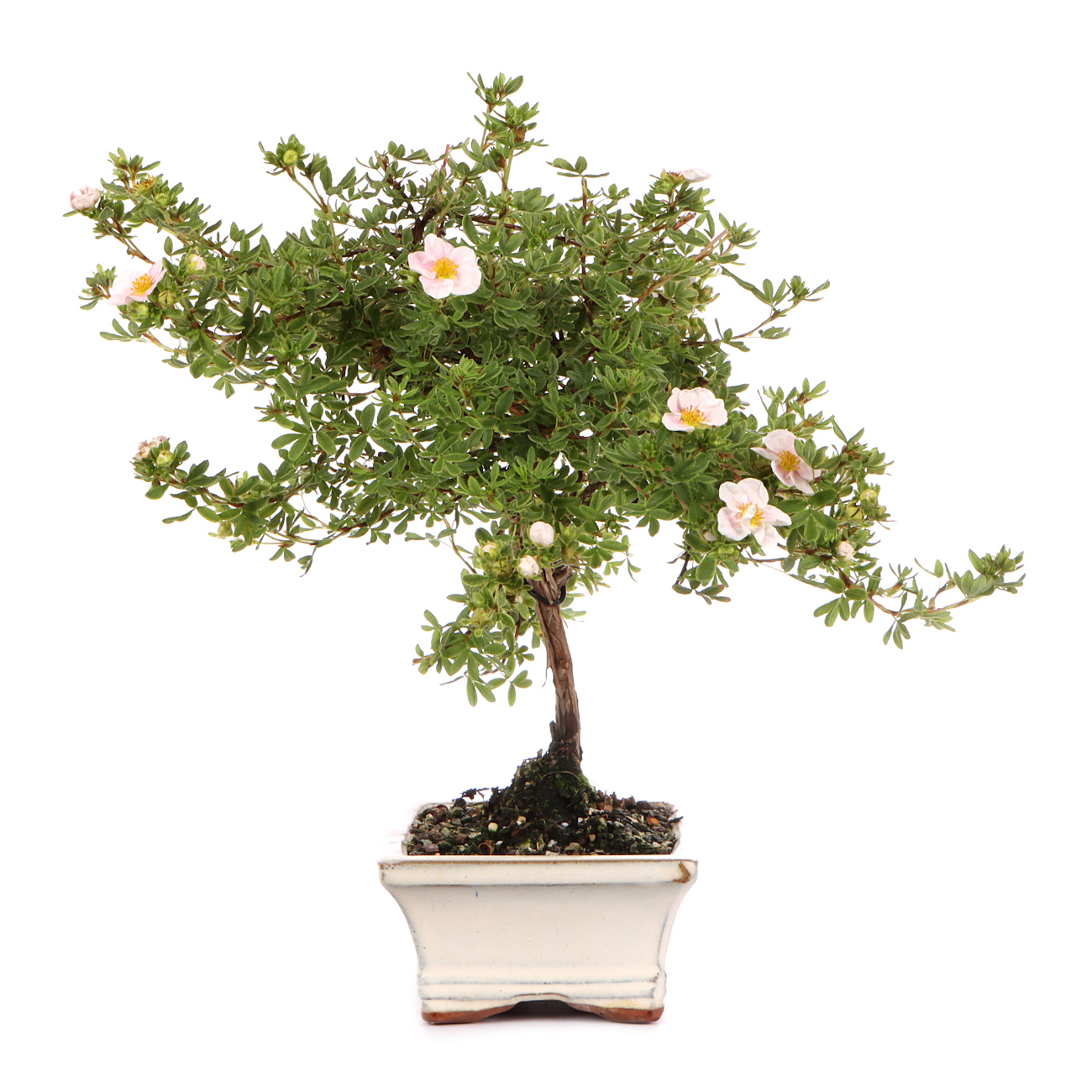 Seitenansicht rechts