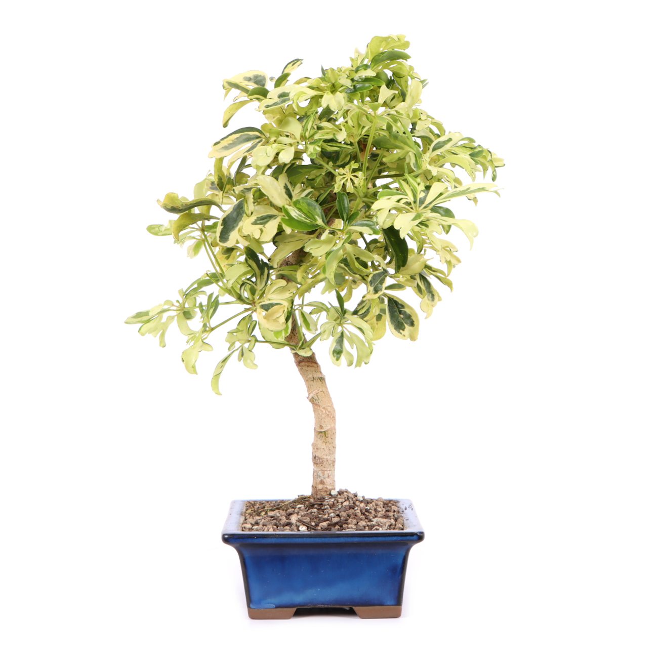 Seitenansicht rechts