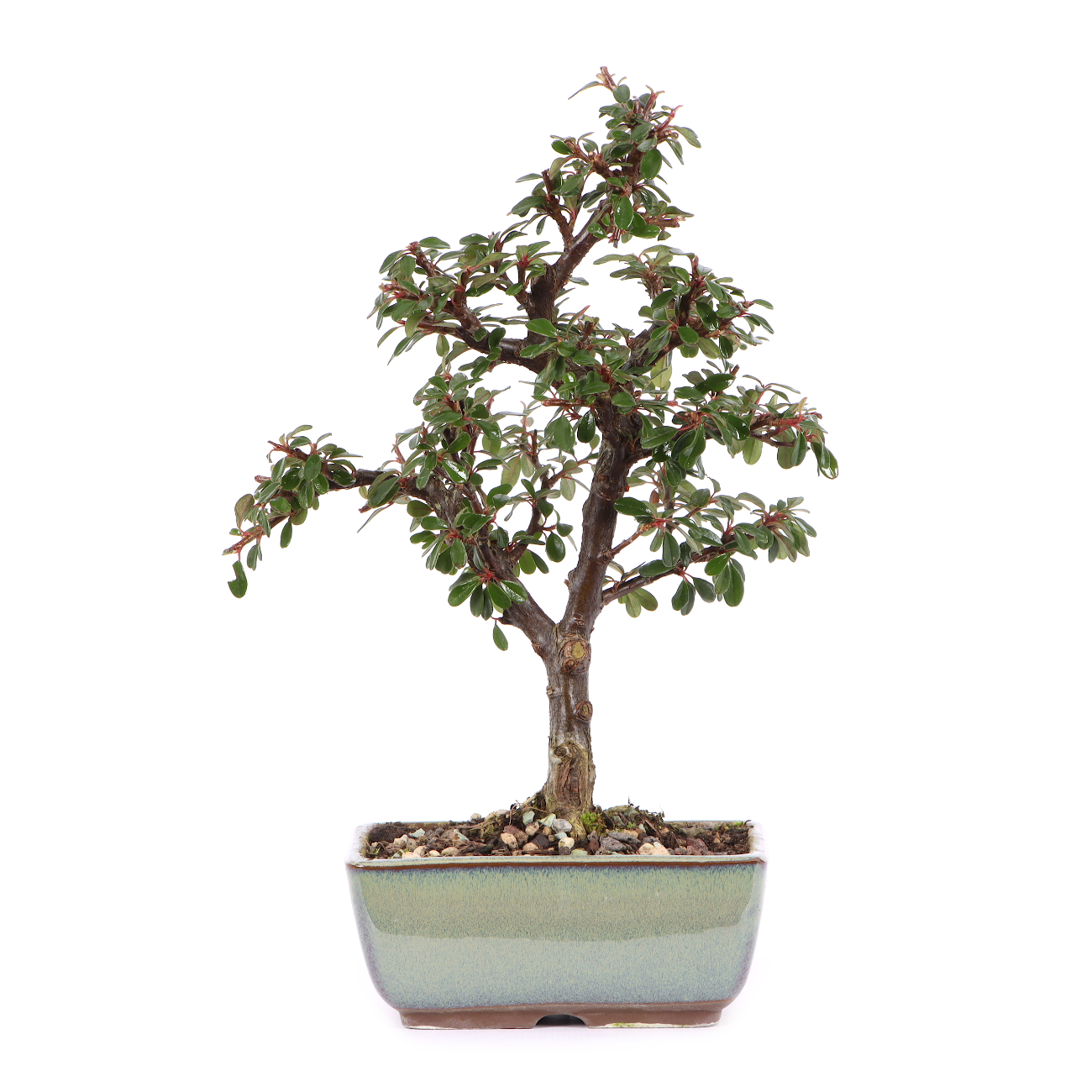 Cotoneaster dammeri 'Skogholm'