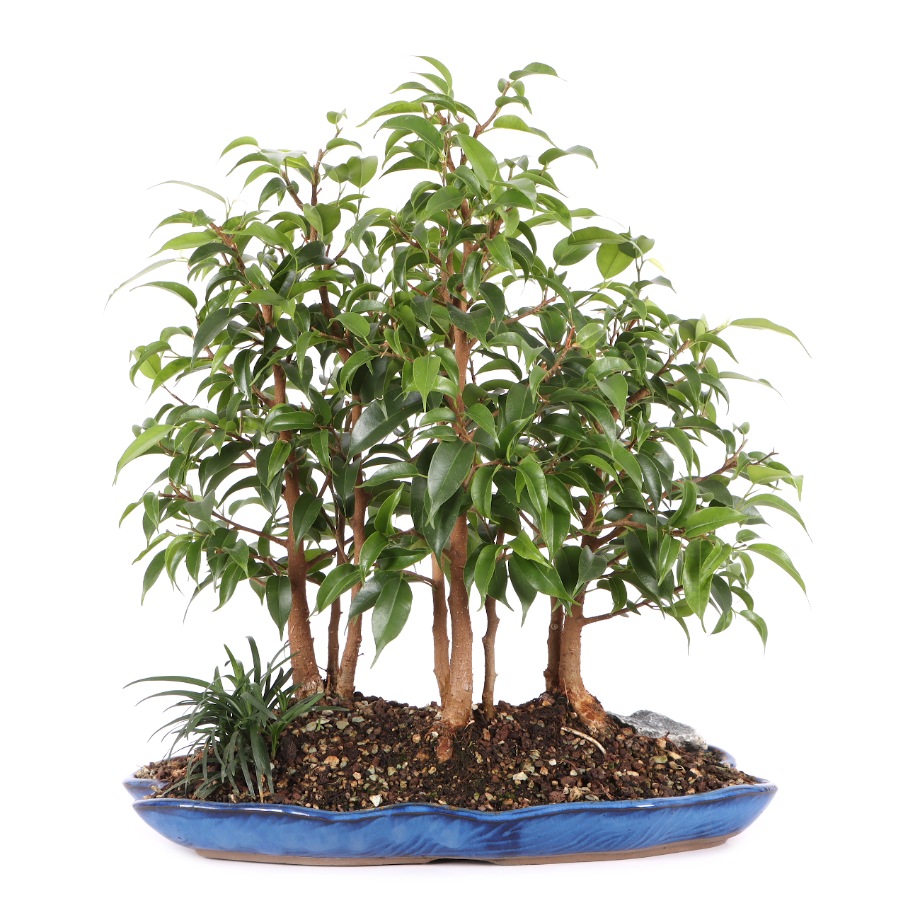 Ficus benjamina 'Natasja'