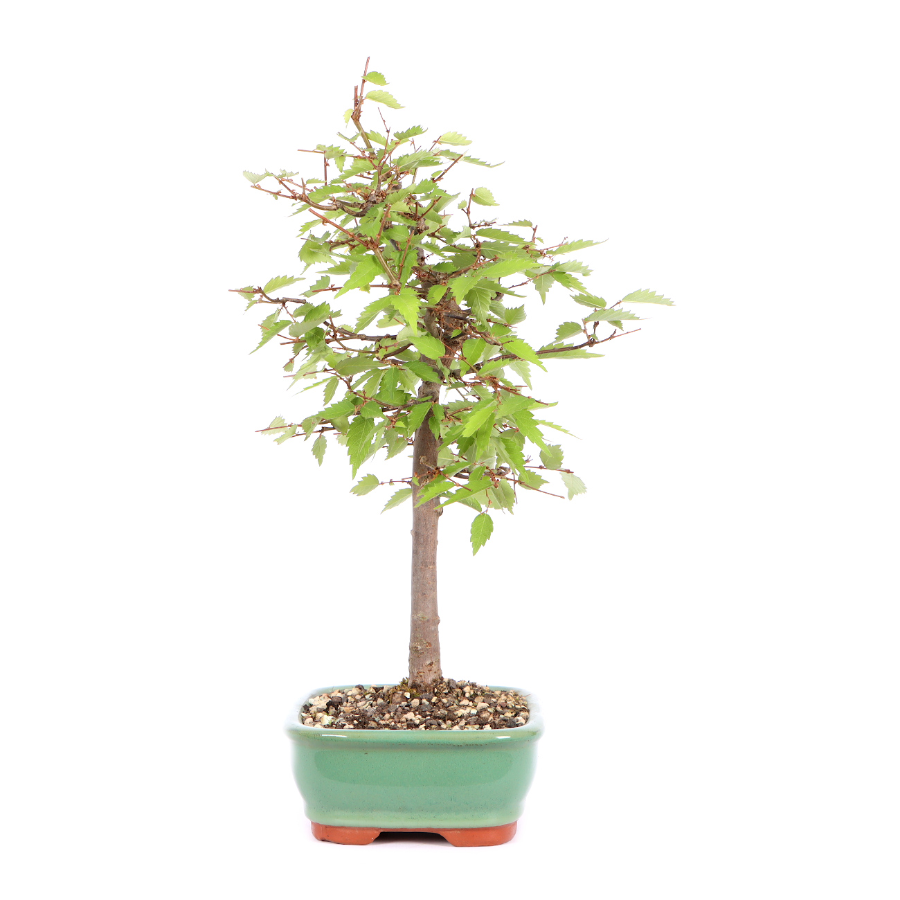 Seitenansicht rechts