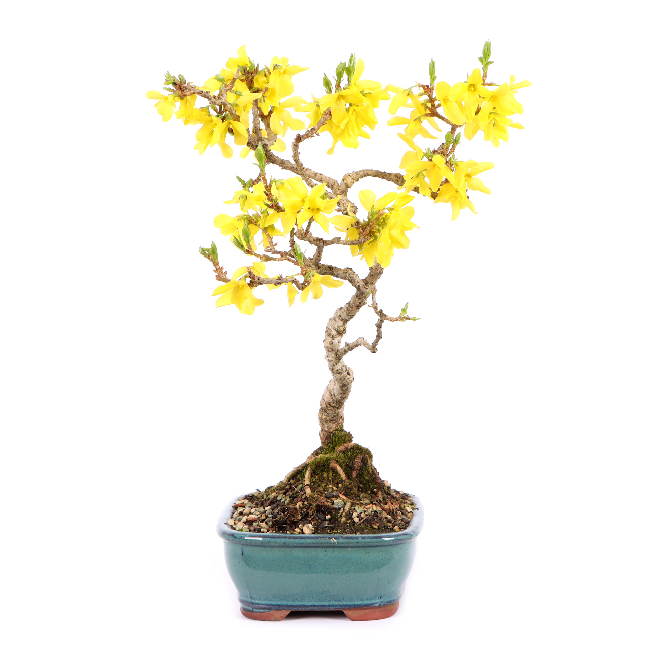 Seitenansicht rechts