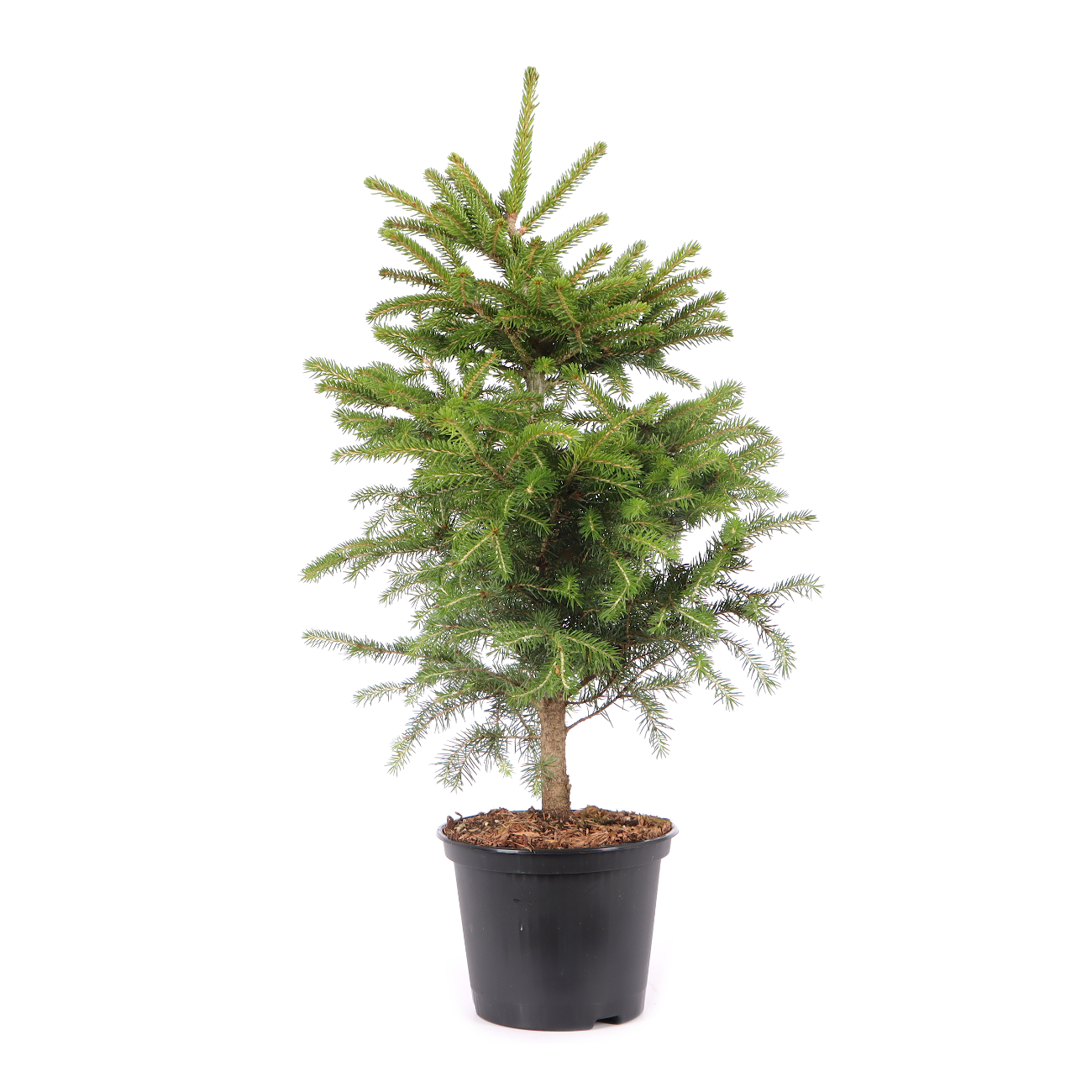 Picea orientalis