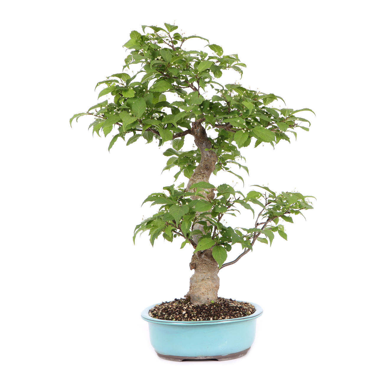 Seitenansicht rechts