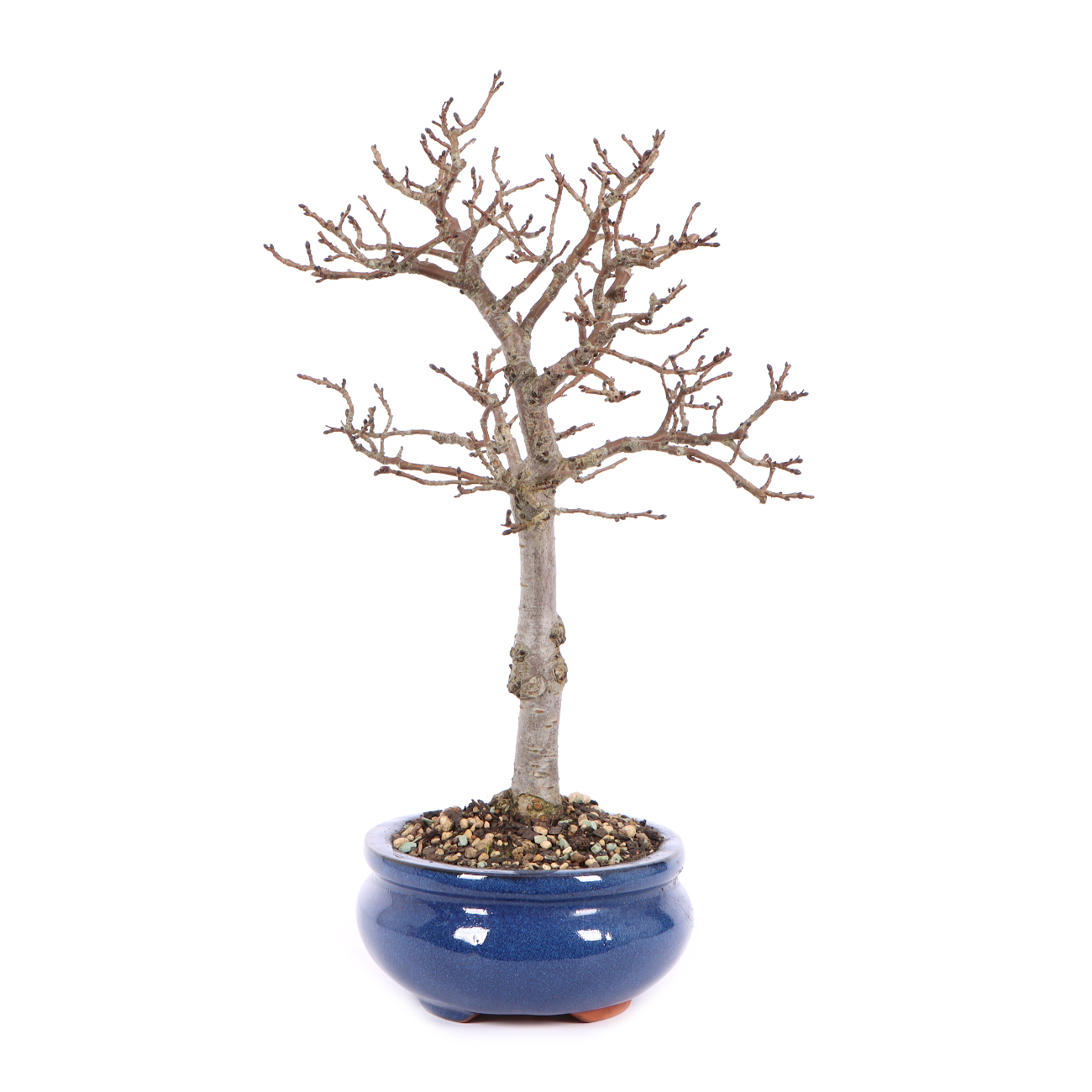 Seitenansicht rechts