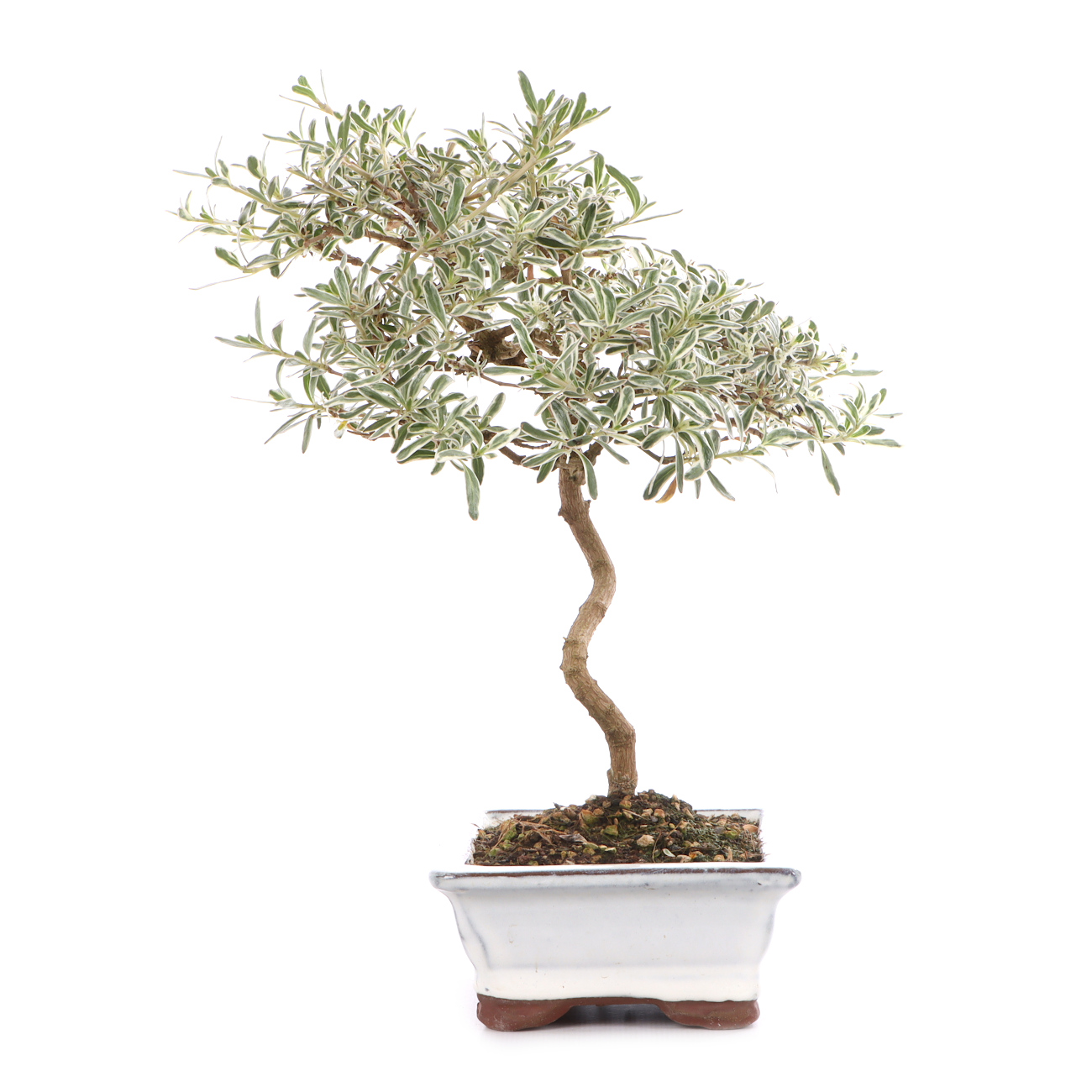 Coprosma x kirkii 'Variegata'