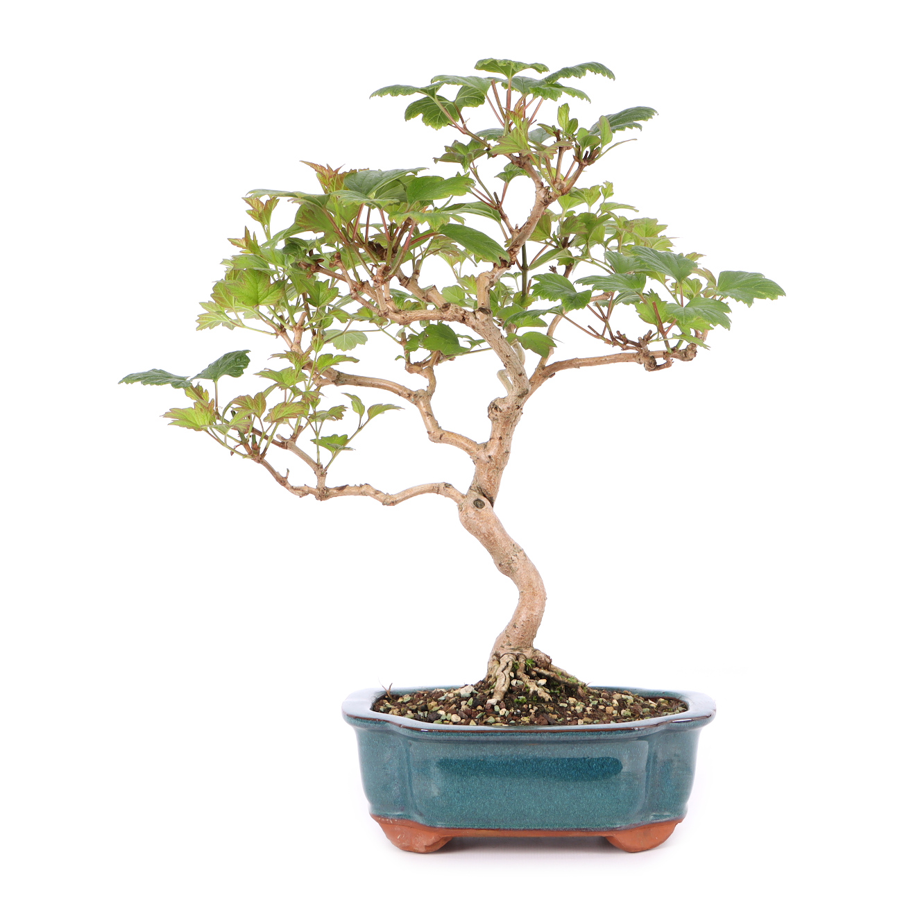 Viburnum opulus
