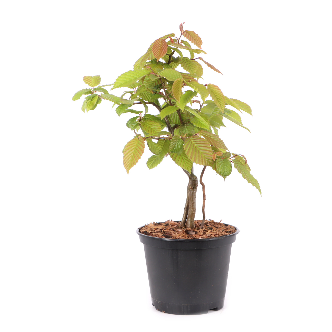 Carpinus betulus