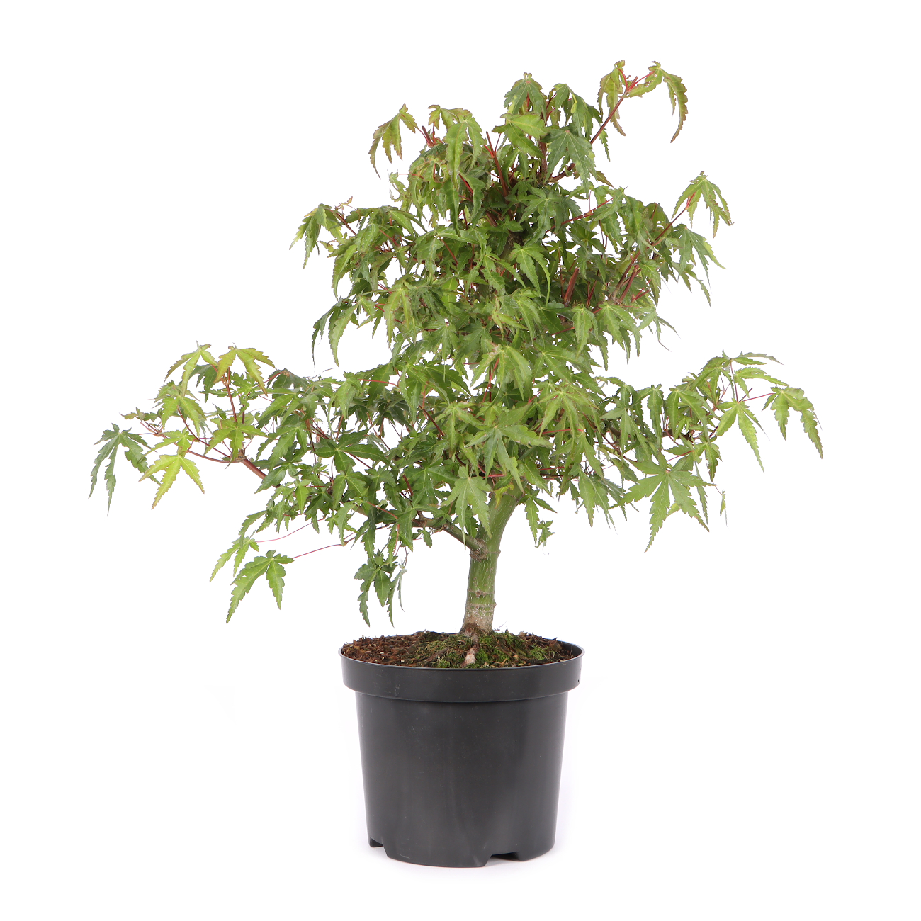 Acer palmatum
