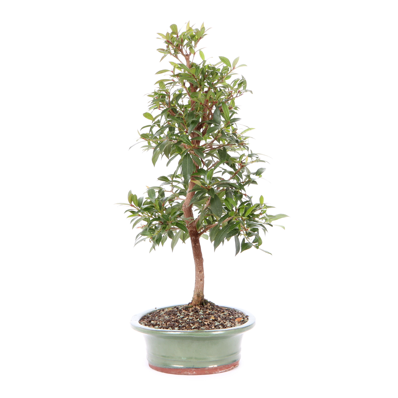 Seitenansicht rechts