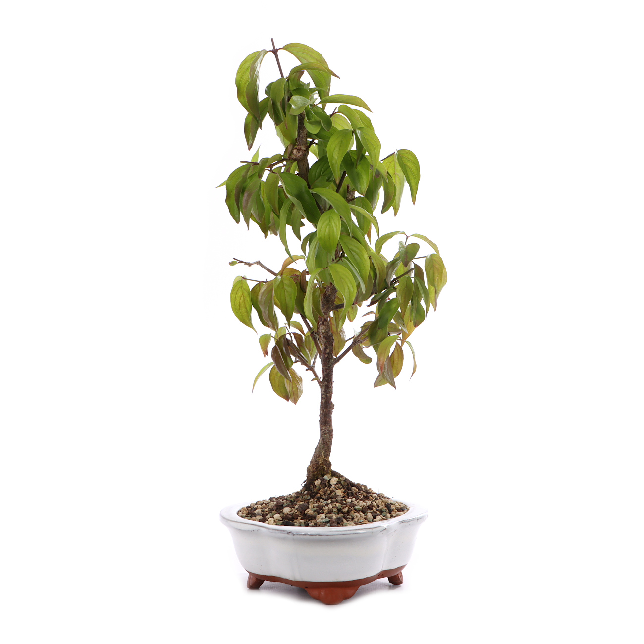 Cornus mas