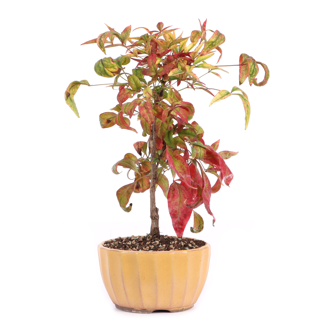 Seitenansicht rechts