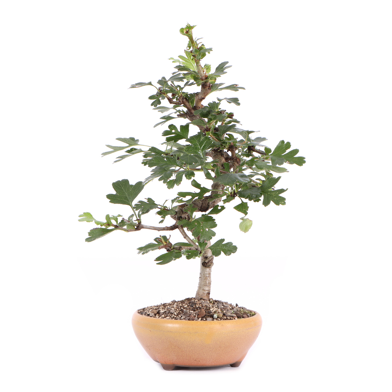 Seitenansicht rechts