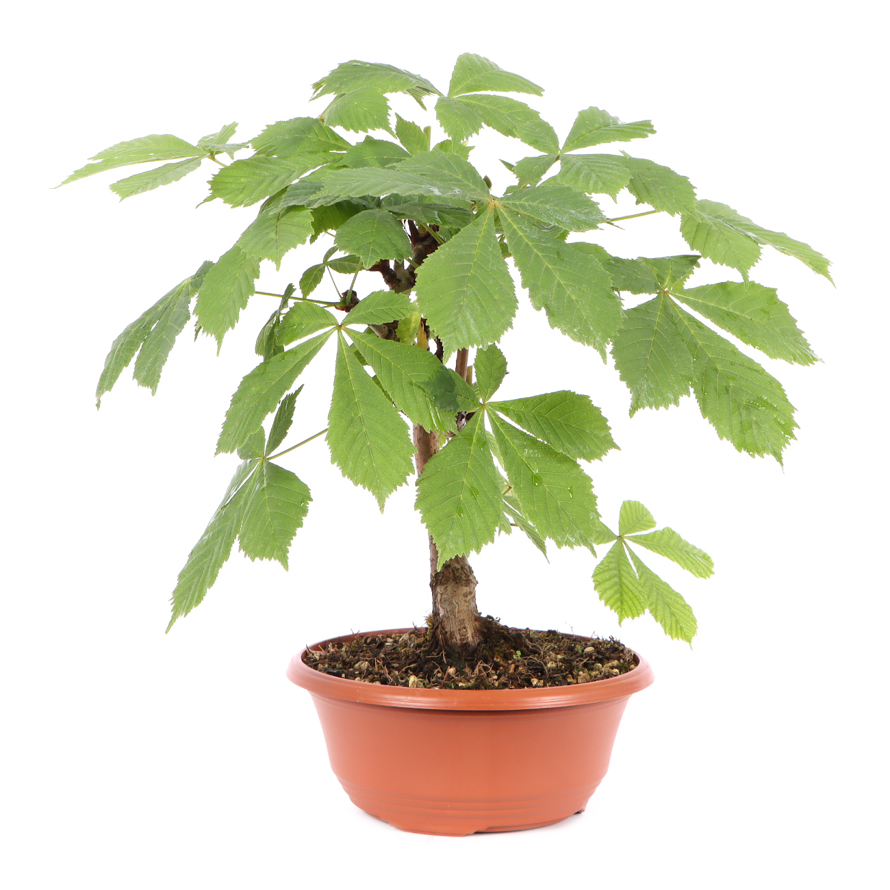 Seitenansicht rechts