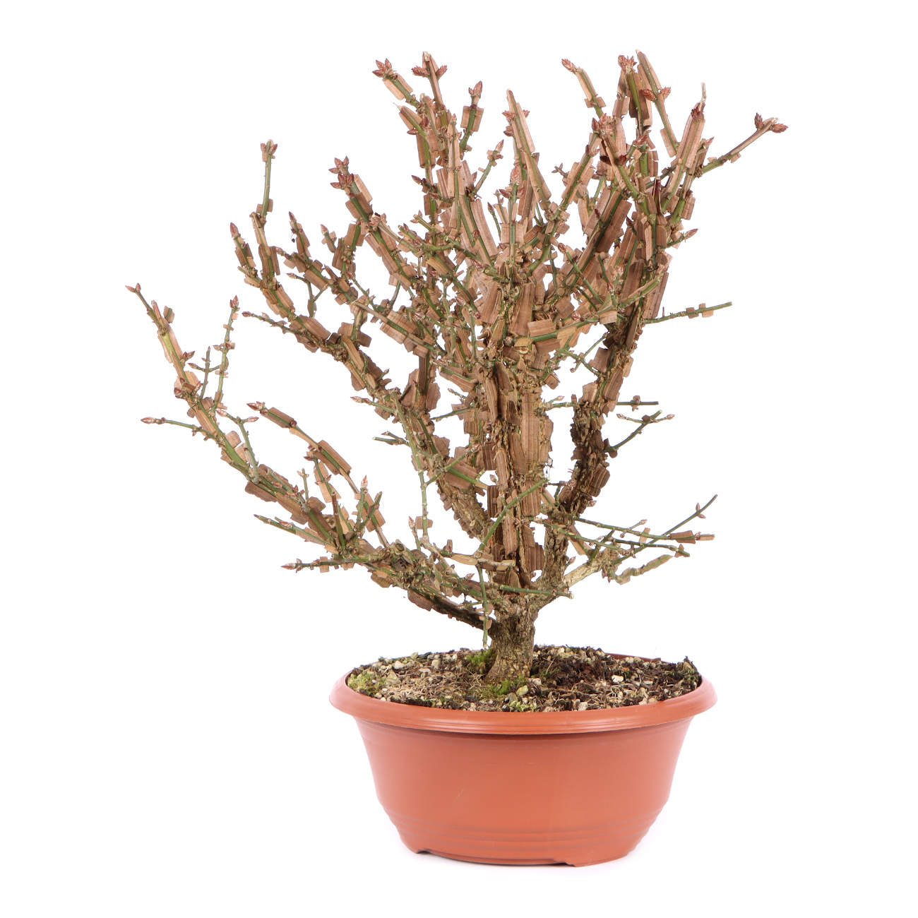 Seitenansicht rechts