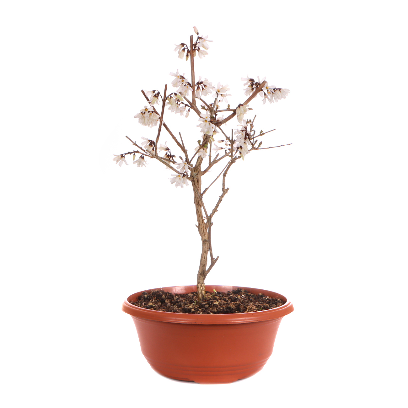 Seitenansicht rechts