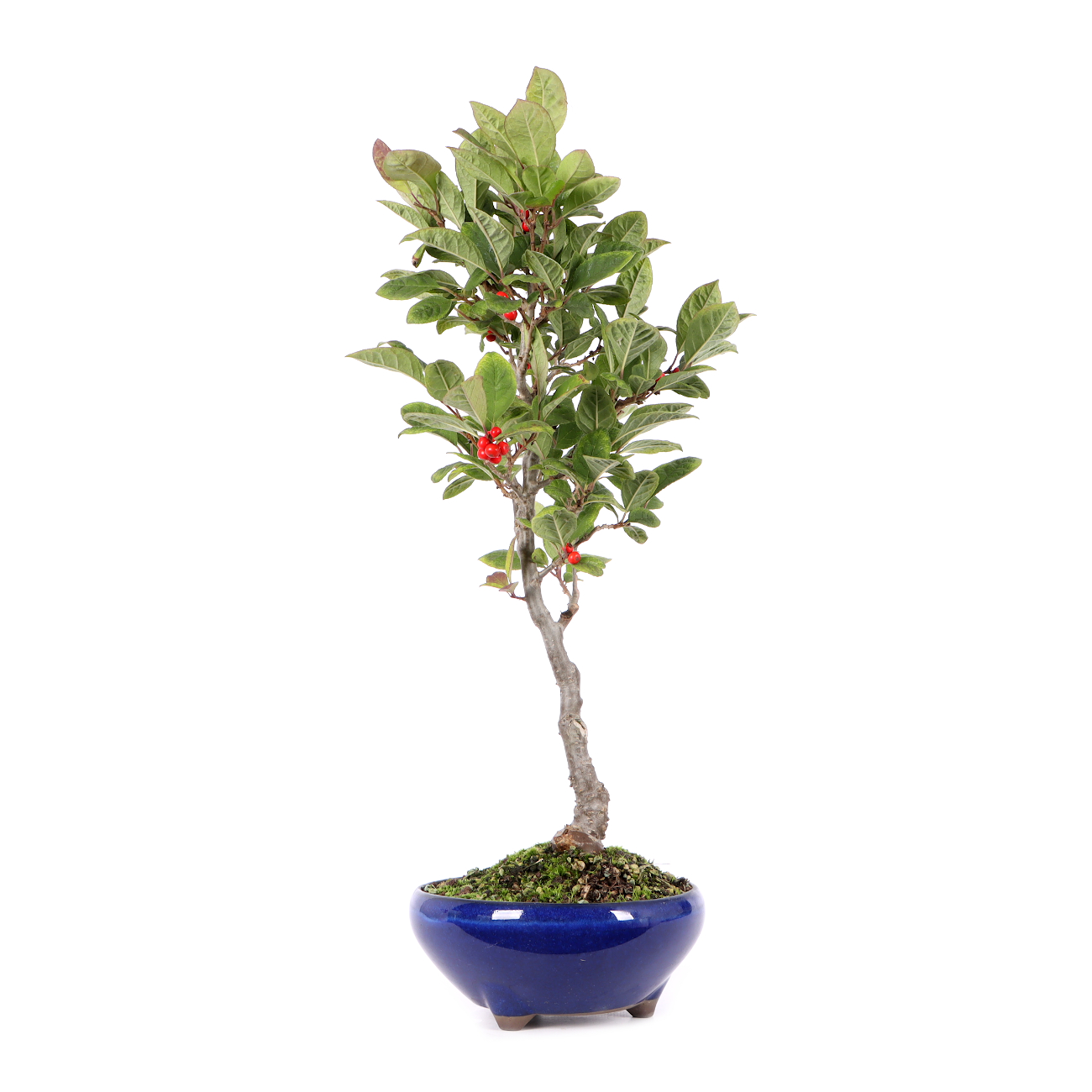 Ilex serrata