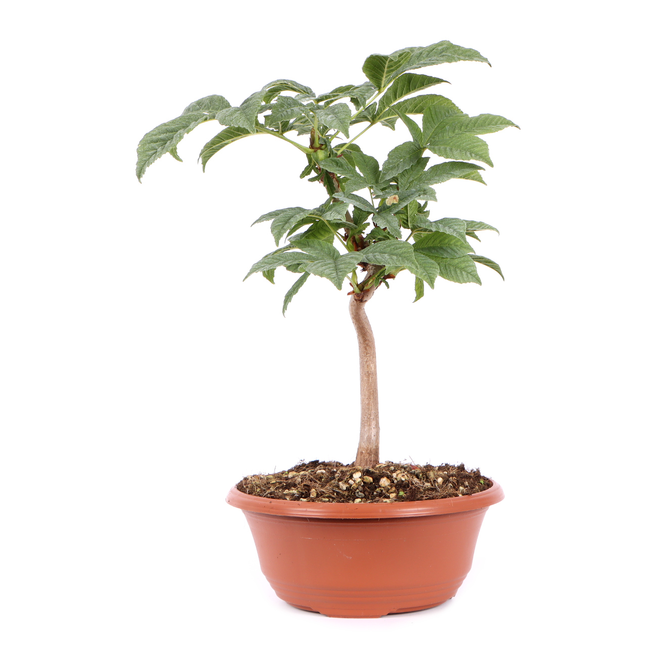 Seitenansicht rechts