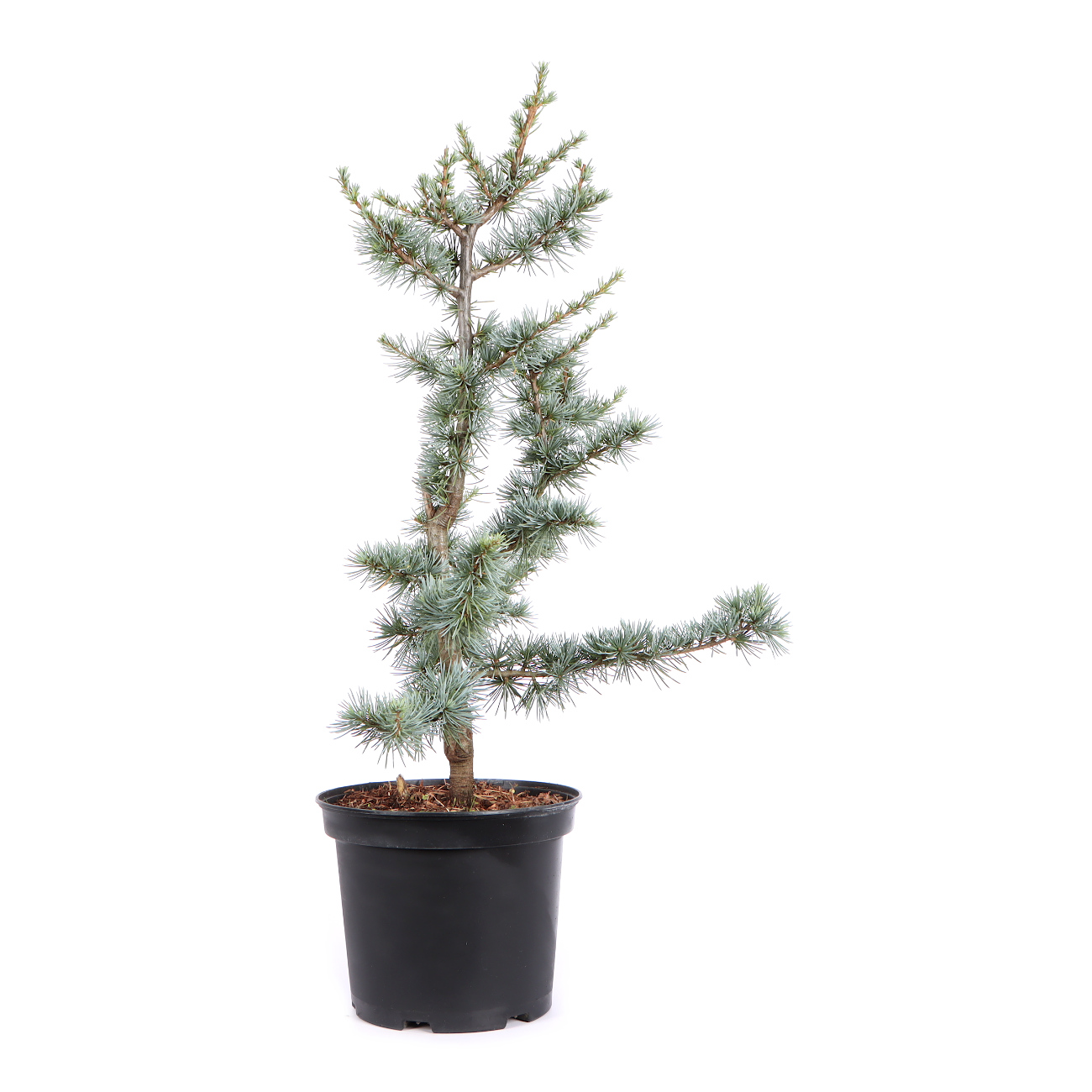 Seitenansicht rechts