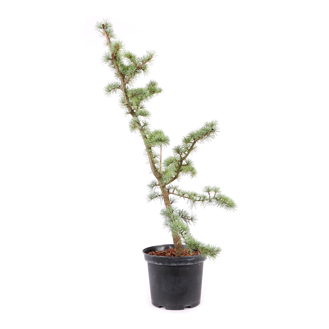 Cedrus atlantica 'Glauca'