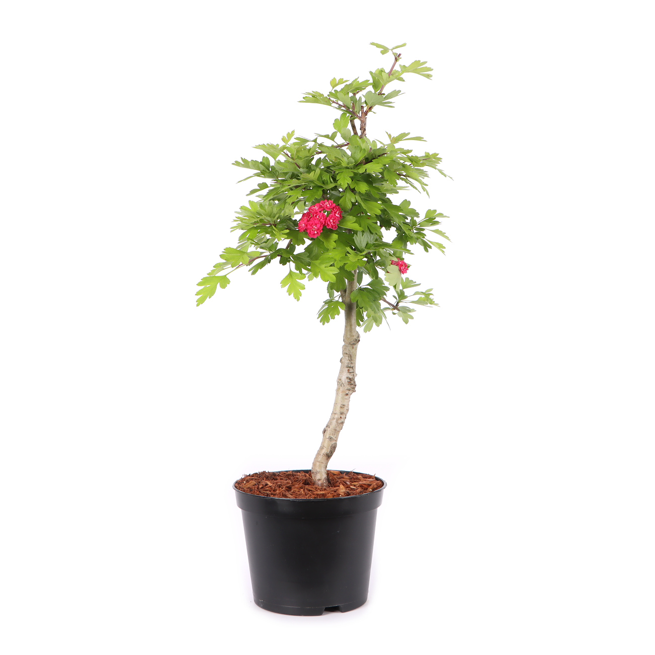 Crataegus laevigata 'Paul's Scarlet'