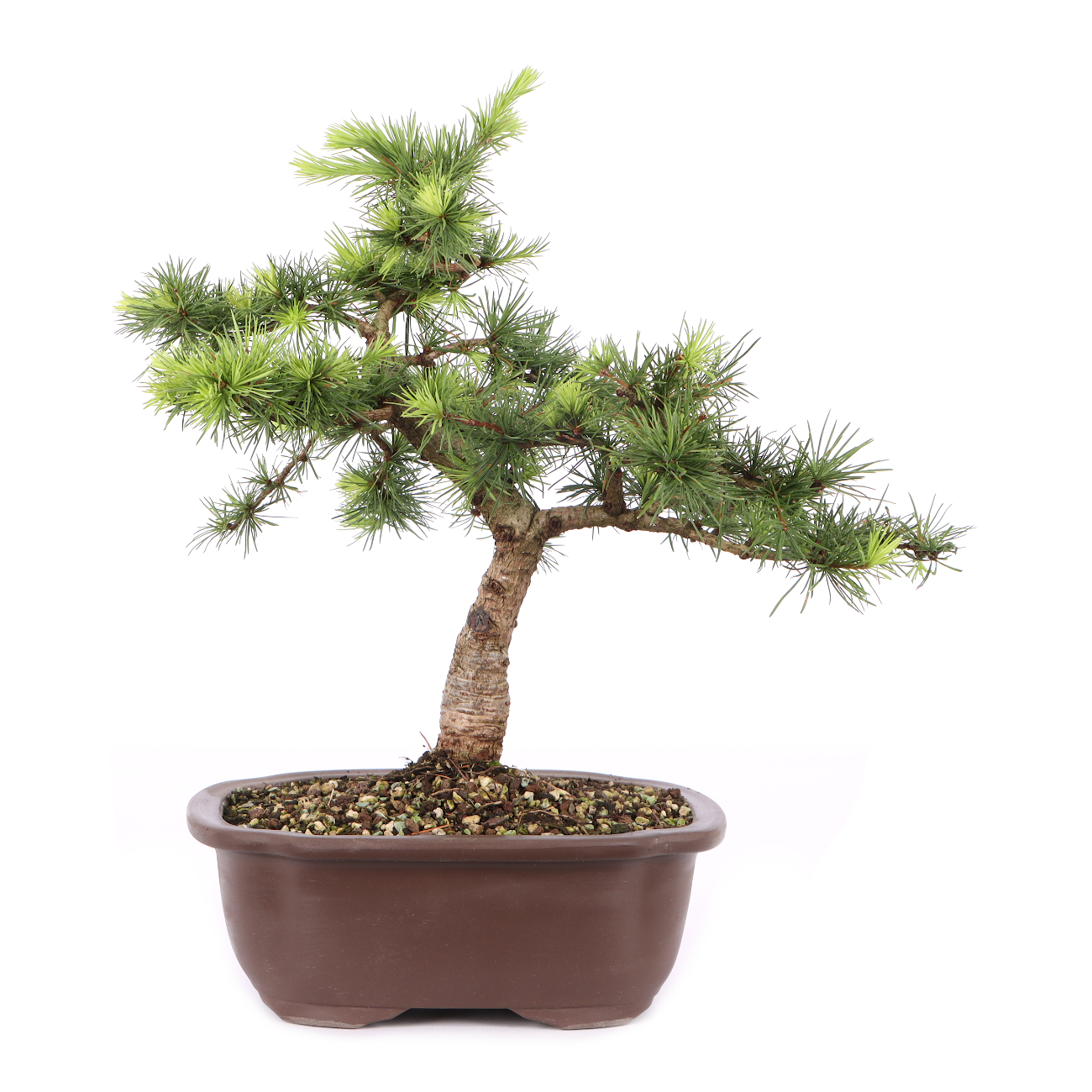 Larix kaempferi ‘Little Bogle‘