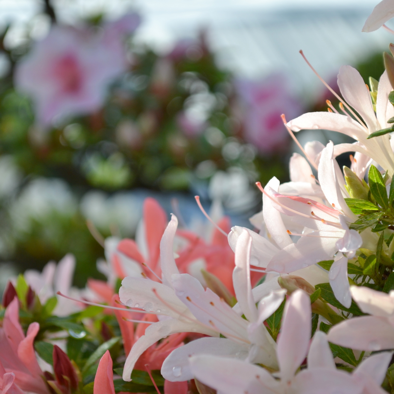 Sommerformschnitt und Azaleen am 27.06.2026