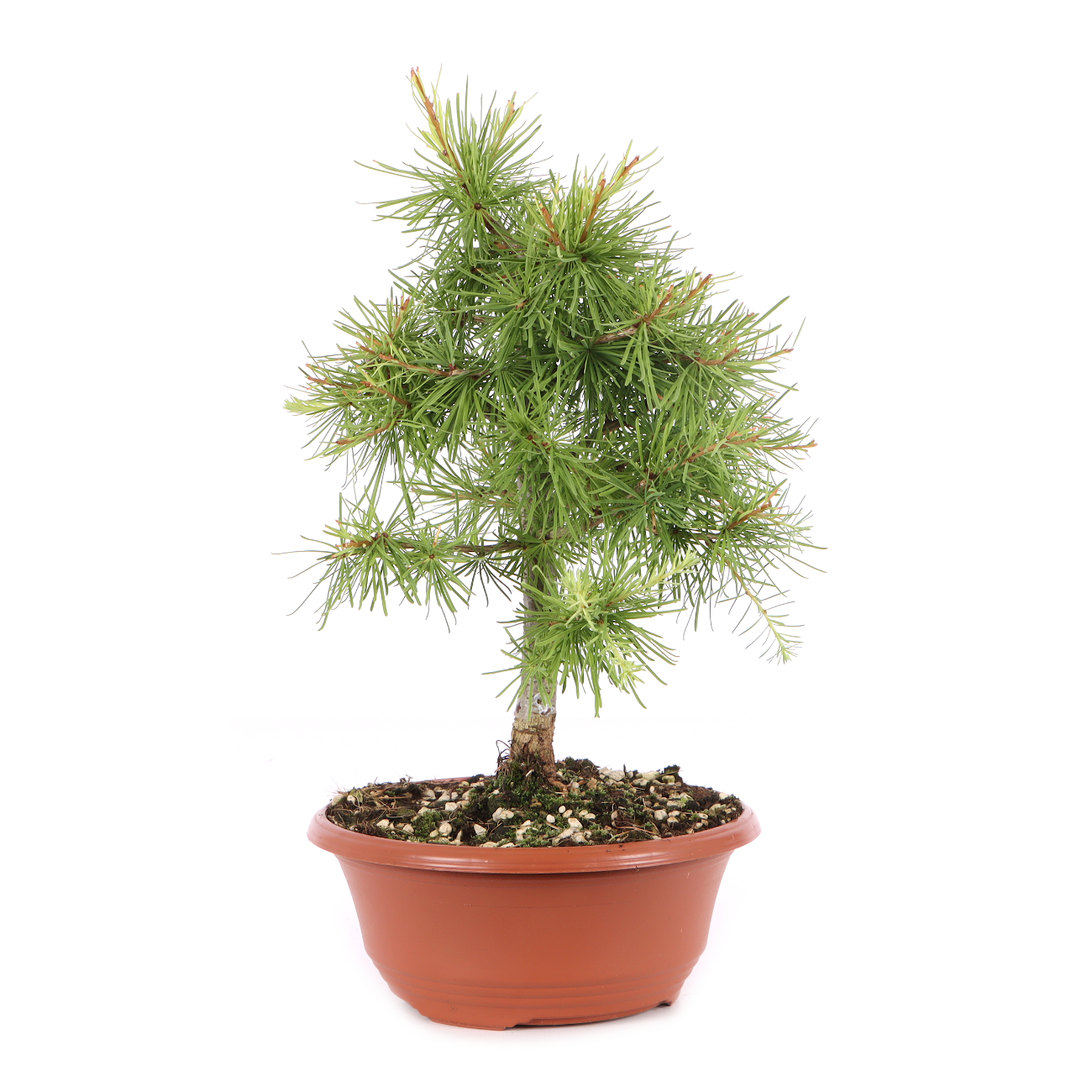Larix decidua