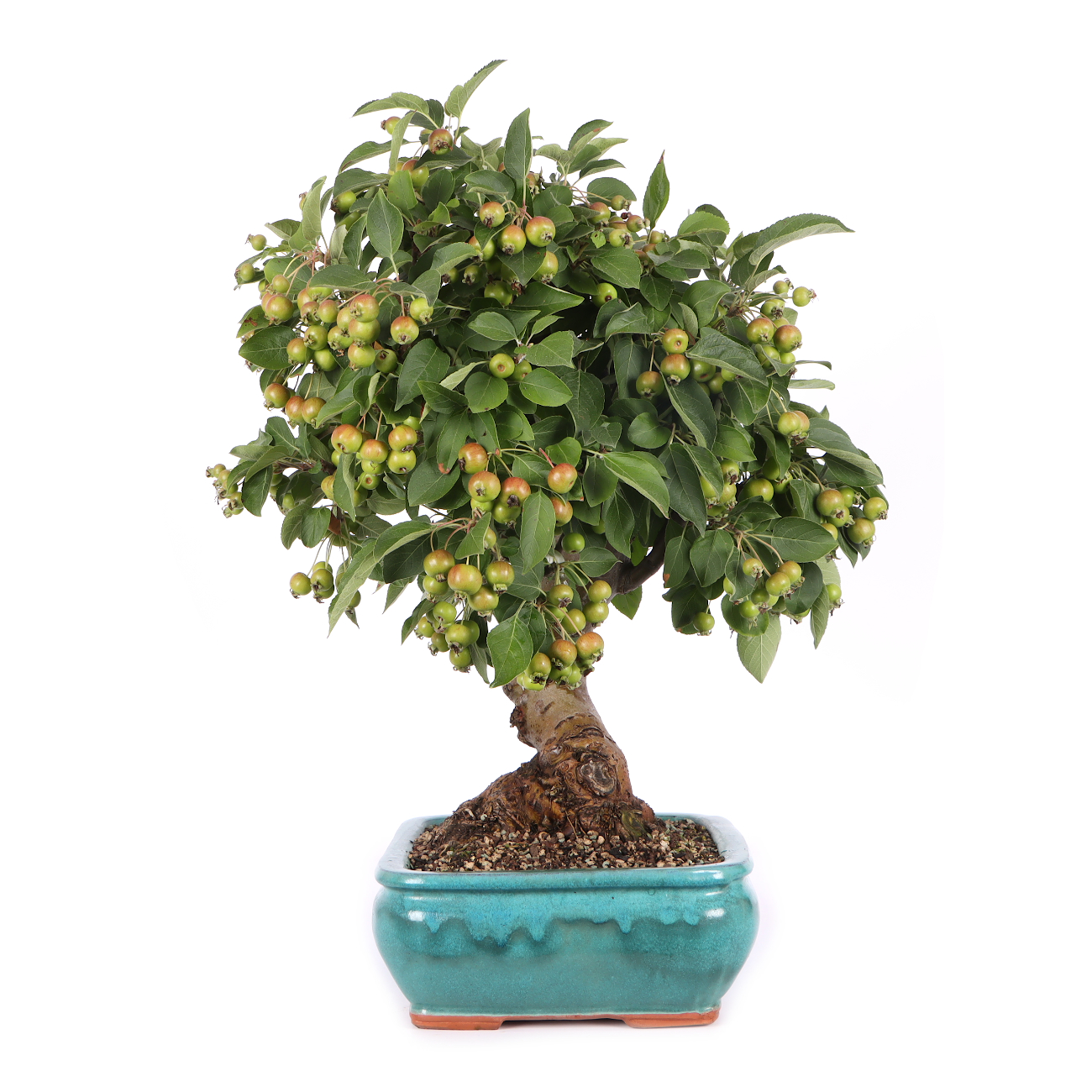 Malus spec.