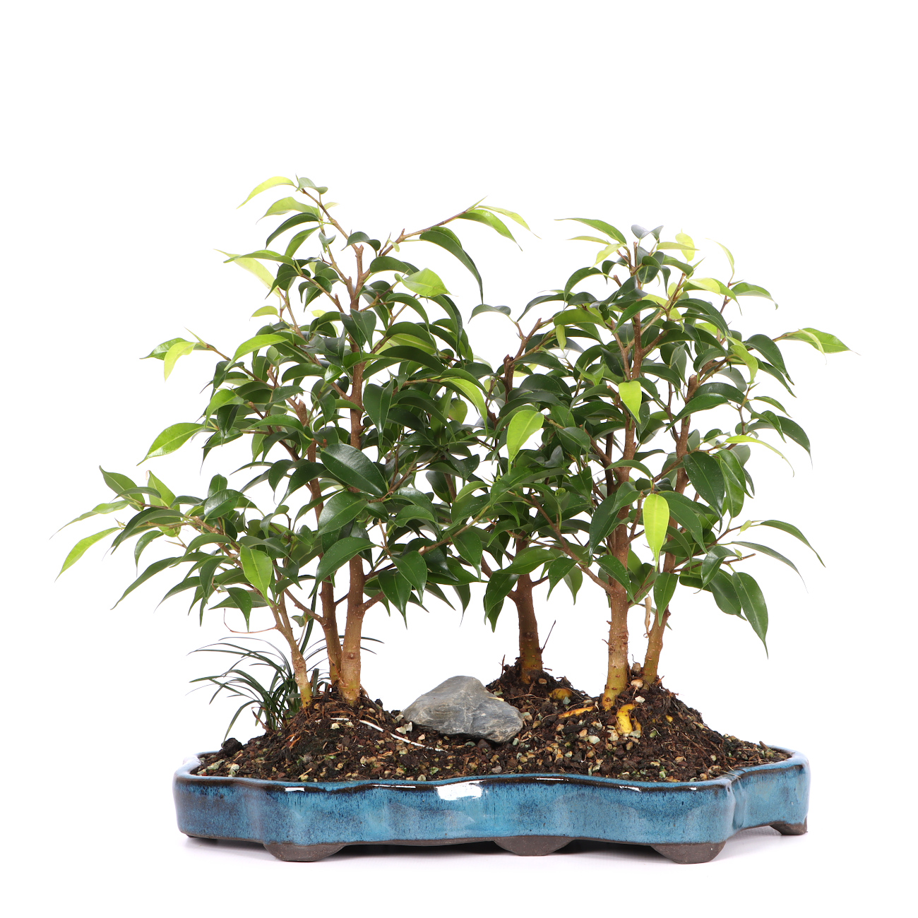 Ficus benjamina 'Natasja'