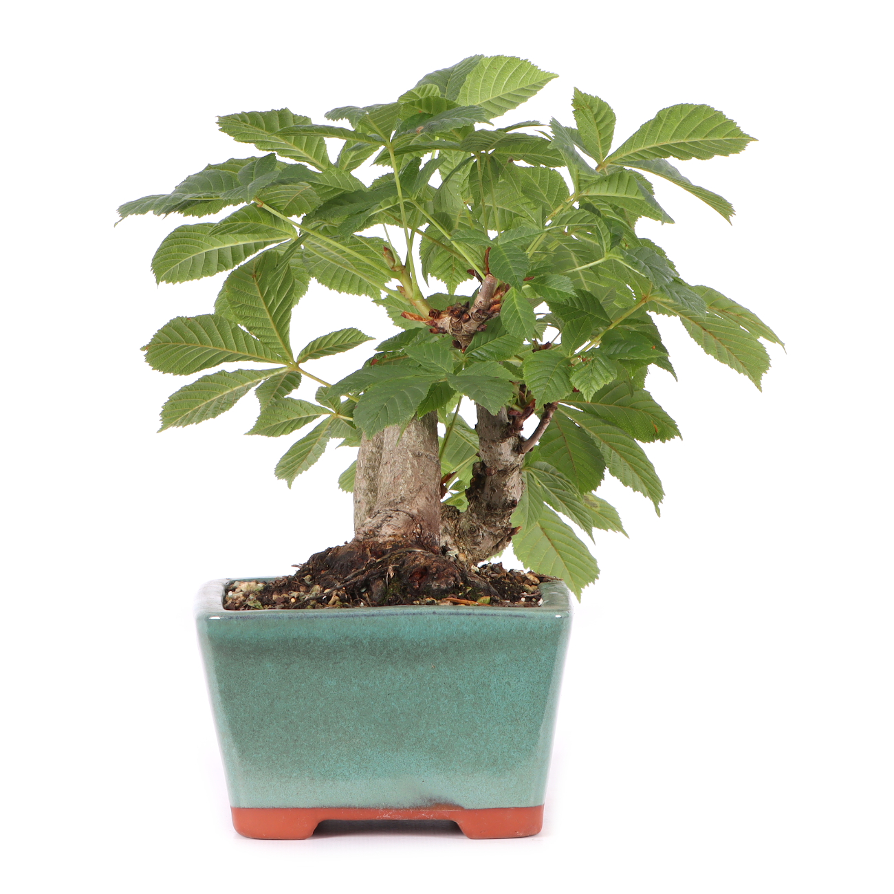 Aesculus hippocastanum