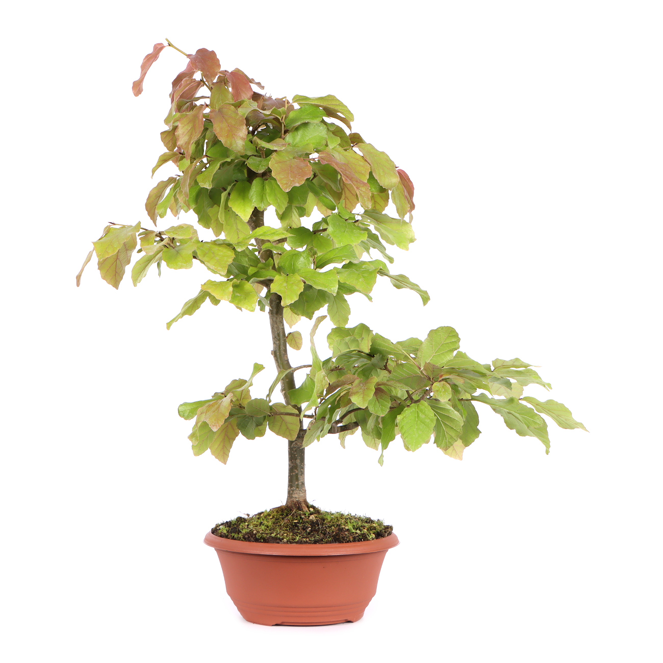 Seitenansicht rechts