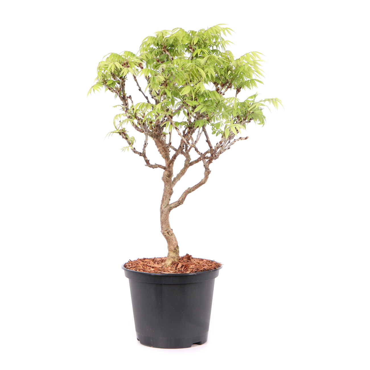 Millettia japonica 'Hime Fuji'
