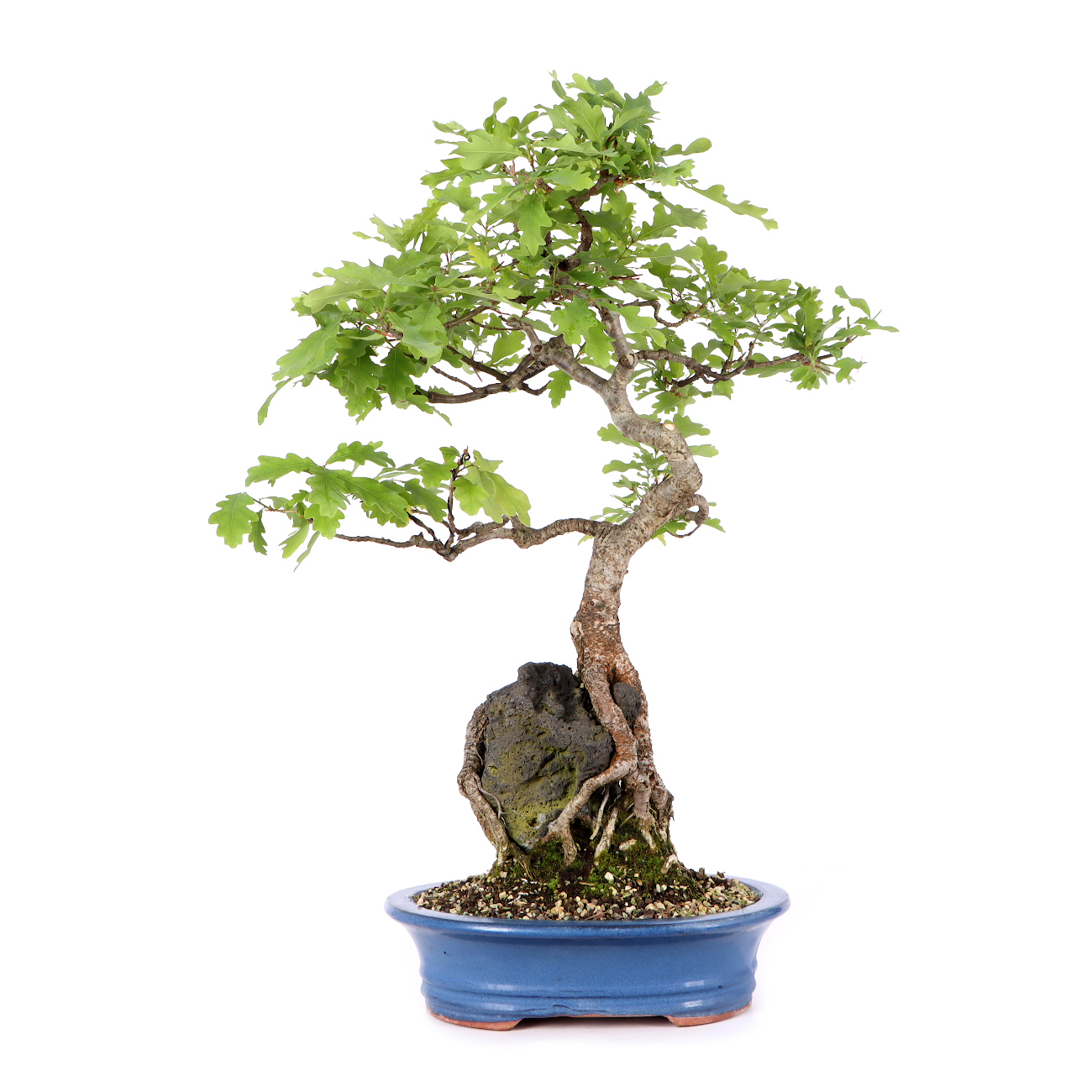 Quercus robur