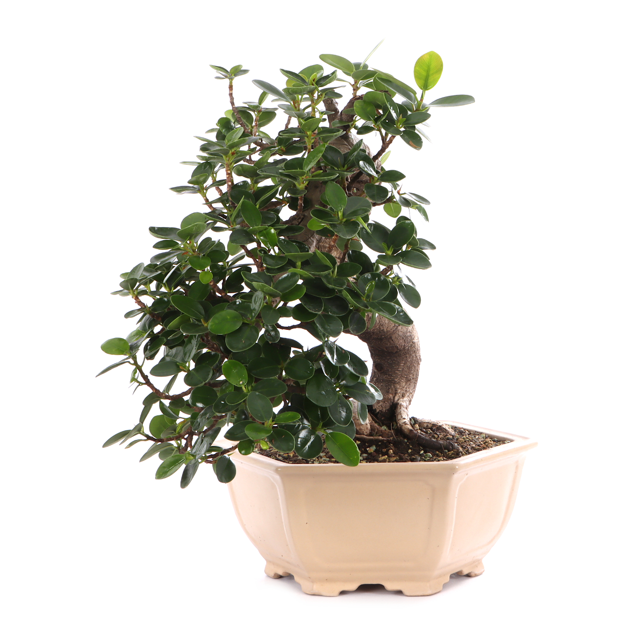 Ficus microcarpa 'Shiny'