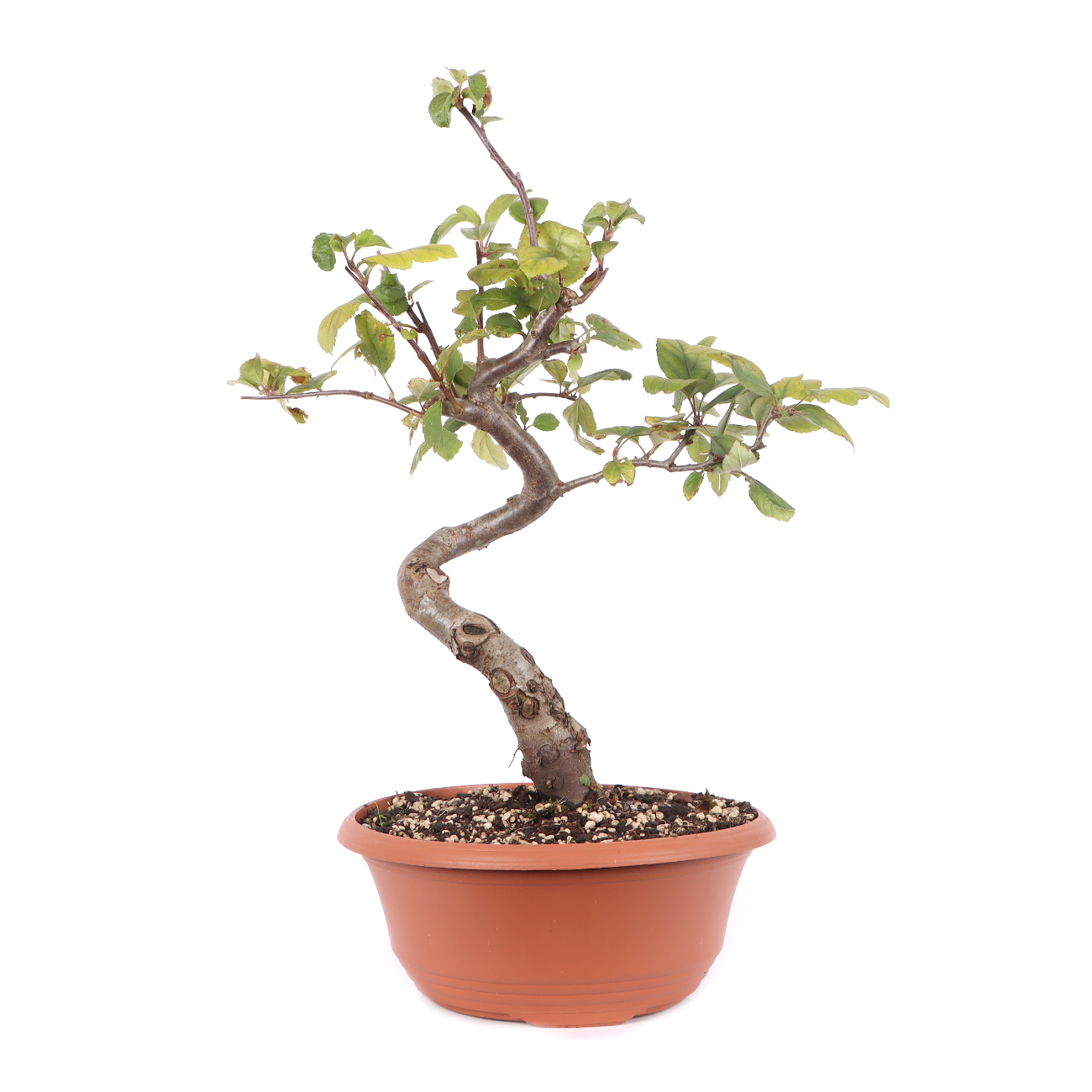 Malus toringo